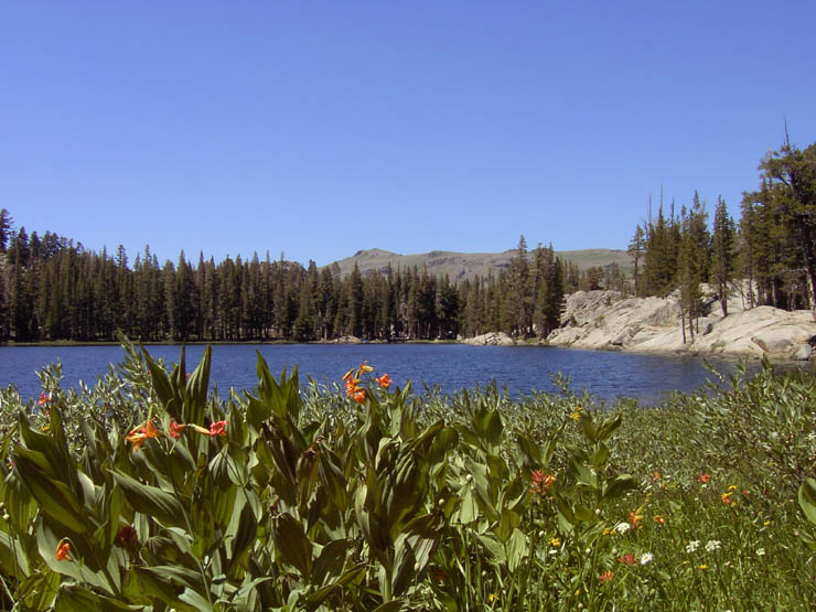 Kirkwood Wildflower Festival About Lake Tahoe